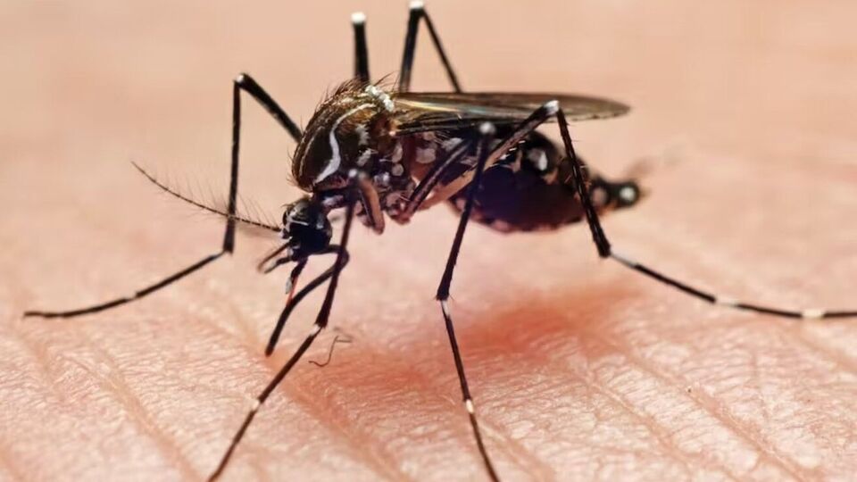 Mosquito Borne Diseases : மழைக்காலத்தில் கொசுவால் பரவக்கூடிய 7 காய்ச்சல்கள் – தடுப்பு முறைகள்!