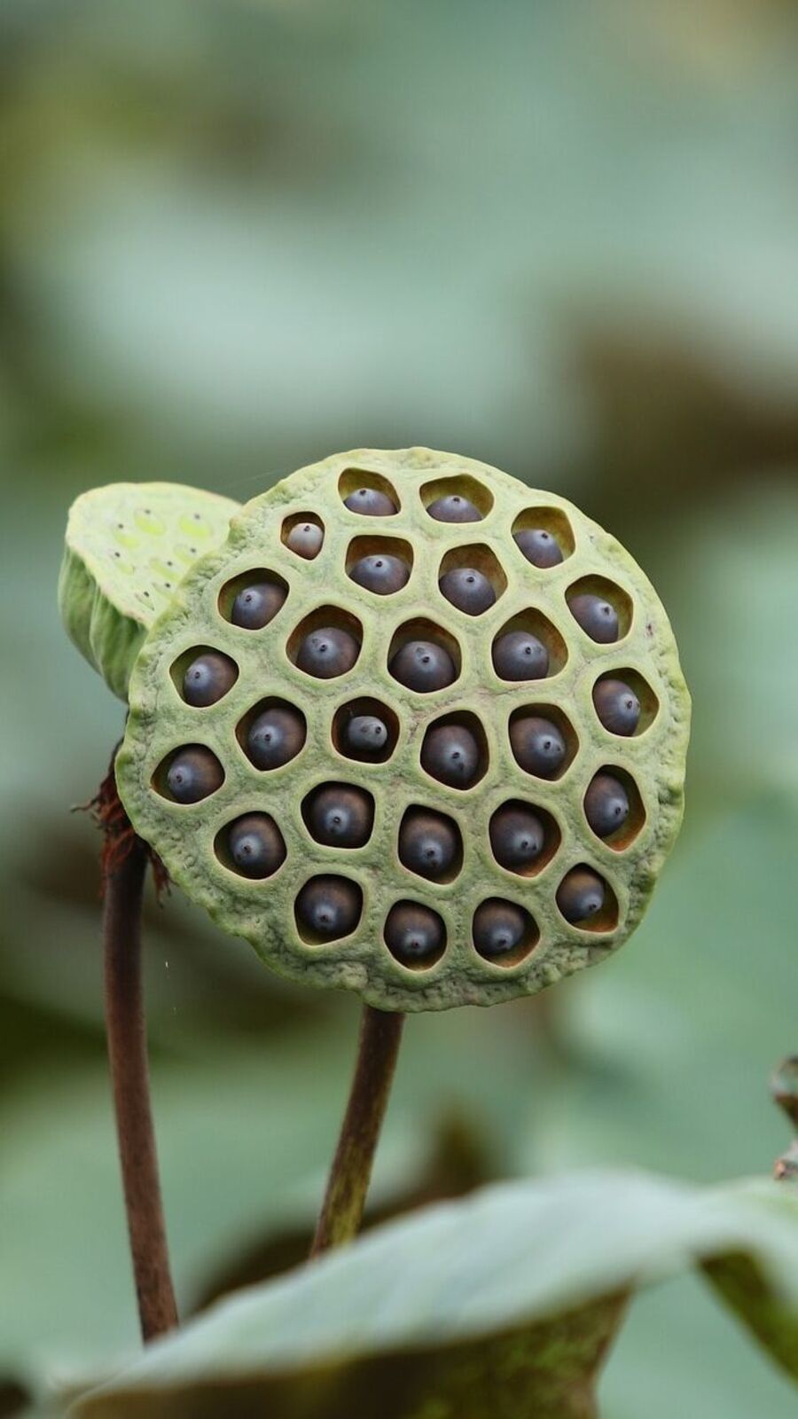 Makhana Benefits: வயது முதிர்வுக்கு எதிரான பண்புகளை கொண்ட  தாமரை விதை.. இவ்வளவு பயன்கள் நிறைந்திருக்கு!