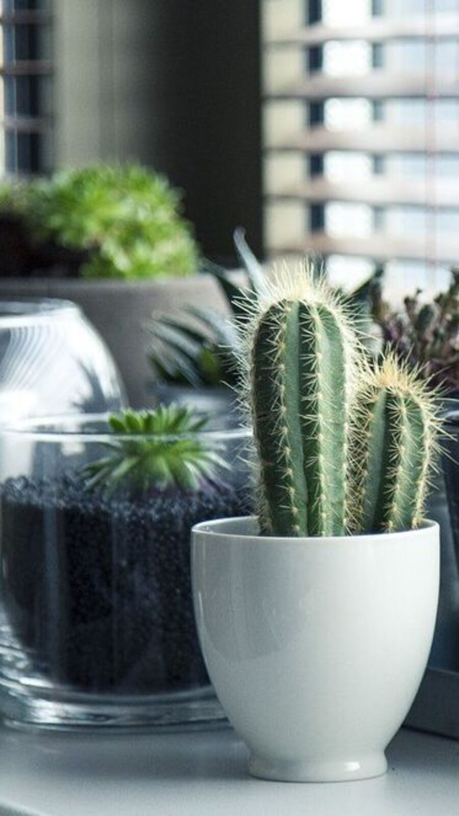 Plants Improve your Concentration : உங்கள் கவனிக்கும் திறனை அதிகரிக்கச் செய்யும் தாவரங்கள்