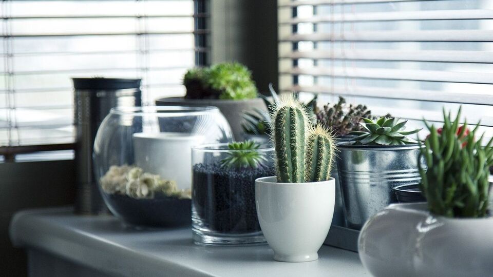 Home Plants : உங்கள் வீட்டில் இந்தச்செடிகளை வளர்த்து பாருங்கள்! கவனிக்கும் திறனை அதிகரிக்கச் செய்பவை!