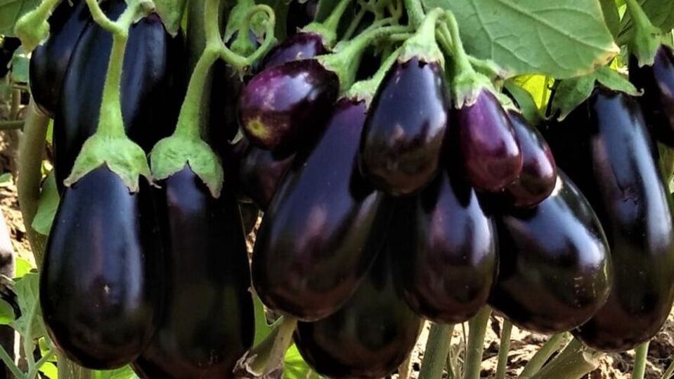 Brinjal Benefits : ஆரோக்கியமான எலும்புகள் முதல் புற்றுநோய் தடுப்பு வரை - கத்தரிக்காயில் இத்தனை!  நன்மைகளா?