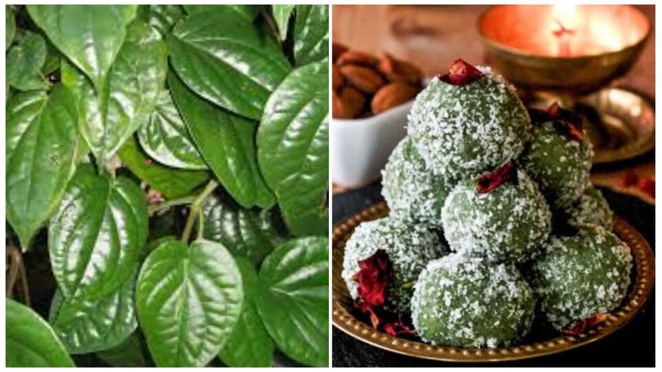 அசைவம் சாப்பிட்டால் வயிறு மந்தமா.. செரிமானத்தை தூண்ட இதோ வெற்றிலை லட்டு!