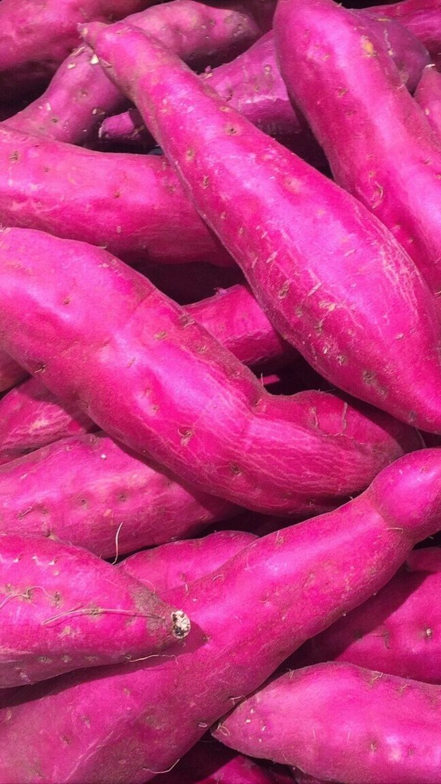 புற்றுநோய் வராமல் தடுக்கும்.. சர்க்கரைவள்ளிக் கிழங்கு நன்மைகள்!