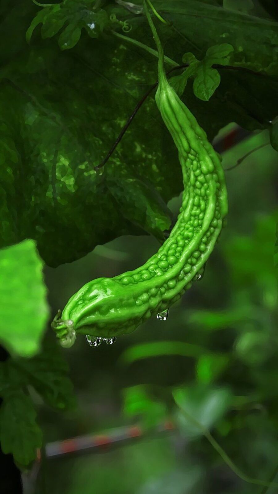 பாகற்காய் சர்க்கரை நோய்க்கு நல்லதா?