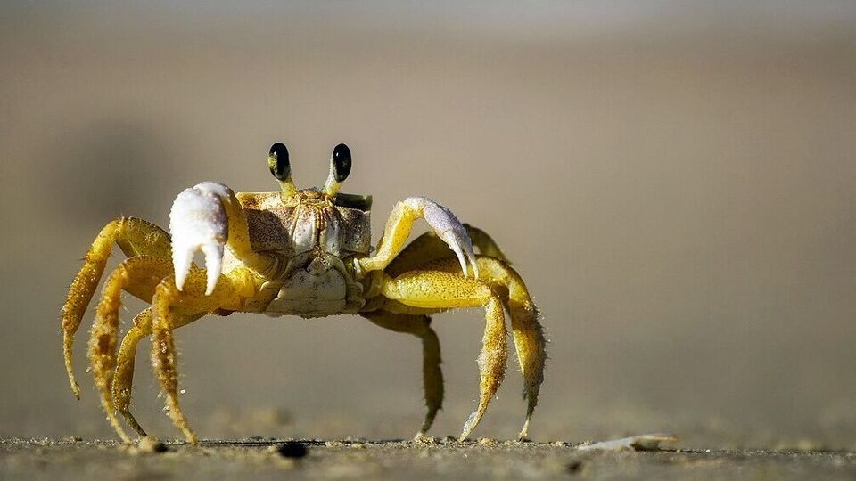 5 Lucky Rasis: ராகு கேது பெயர்ச்சி: லக் அடிக்கப்போகும் 5 ராசிகள்