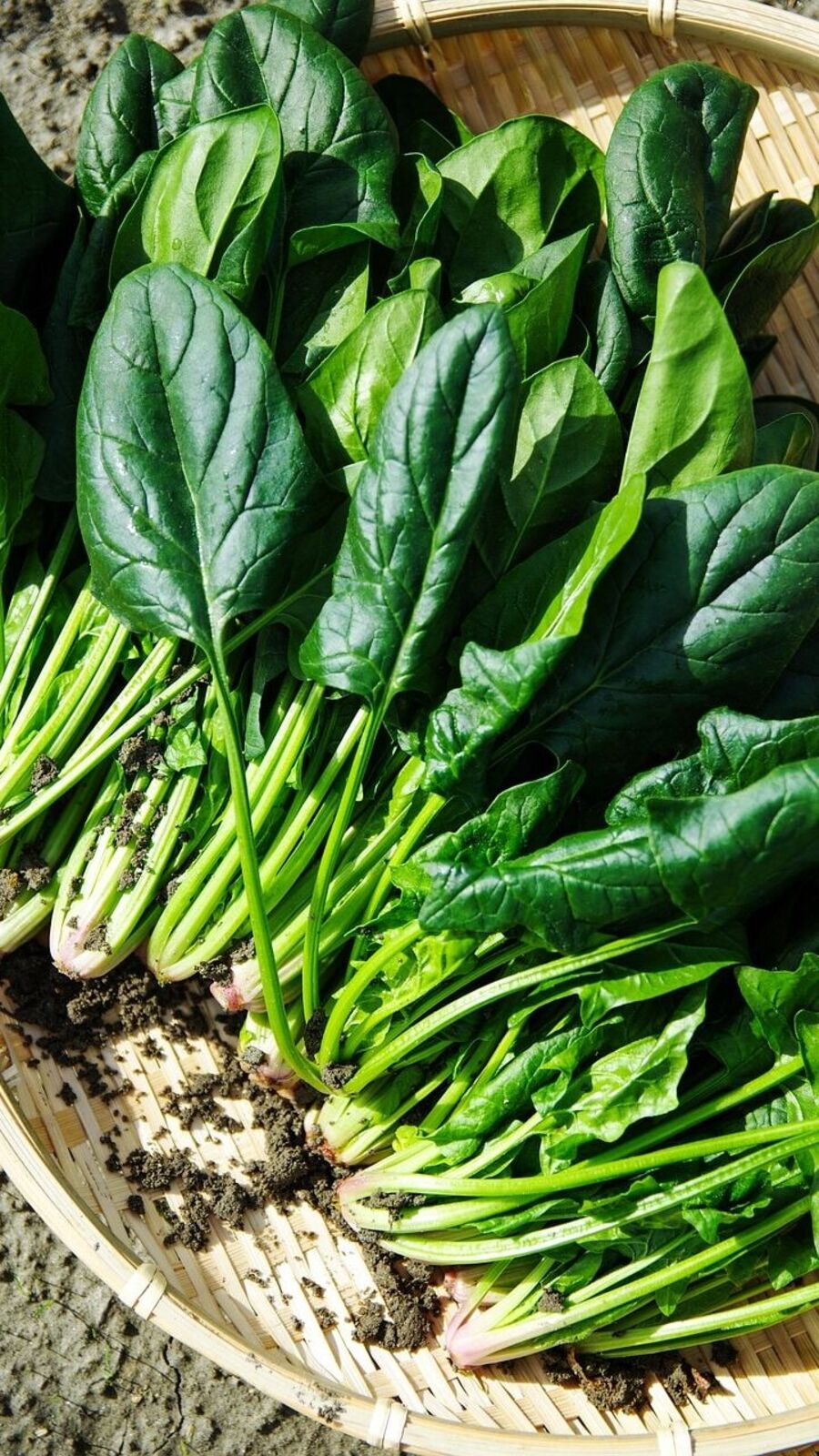 கர்ப்பிணிகள் கண்டிப்பாக இதனை உணவில் சேர்த்து கொள்ள வேண்டும்!