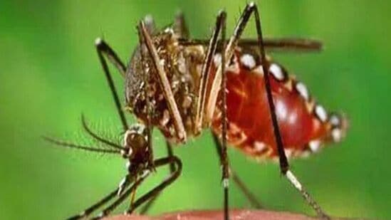 Dengue: சென்னை பூவிருந்தவல்லி அருகே டெங்கு காய்ச்சல் அறிகுறிகளுடன் பாதிக்கப்பட்ட சிறுவன் உயிரிழந்த சம்பவம் சோகத்தை ஏற்படுத்தி உள்ளது.