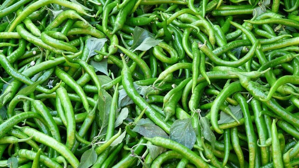 Green Chilies Effects: பச்சை மிளகாயை அதிகம் சாப்பிட்டால் என்ன நடக்கும் ...