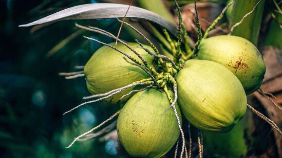 கடவுளுக்கு செய்யப்படும் பஞ்சாமிர்த அபிஷேகத்திலும் இளநீர் பயன்படுத்தப்படுகிறது. ஆனால் சிவனுக்கான தண்ணீரைத் தவிர இளநீரைப் பயன்படுத்தக் கூடாது. அப்படிச் செய்வது உங்களுக்குப் பின்னடைவை ஏற்படுத்தும்.