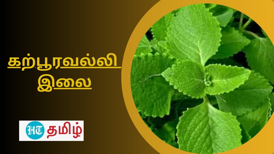 Ajwain Leaves கற்பூரவல்லி இலை வைத்து இத்தனை வகை சமையல் செய்யலாமா