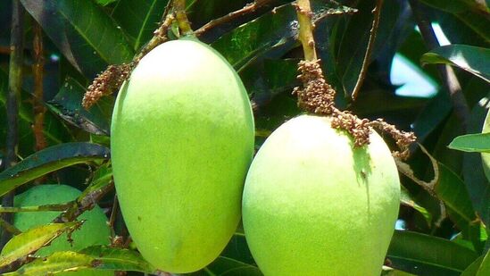 மாம்பழங்களை குளிரூட்ட வேண்டாம் . இதனால் மாம்பழத்தில் உள்ள ஆன்டிஆக்ஸிடன்ட்கள் குறைய ஆரம்பிக்கும். இதனால் மாம்பழத்தின் சத்துக்களும் அழிந்து விடுகின்றன.&nbsp;