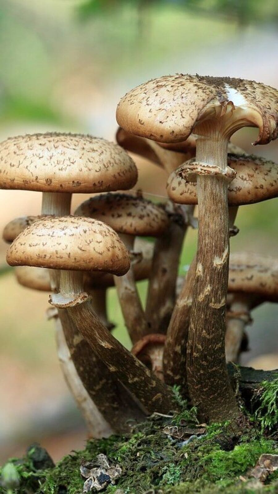 Mushroom: காளான் வகைகளும், அவற்றில் தயார் செய்யப்படும் வித்தியாச