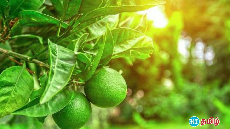 Key lime benefits அடேங்கப்பா.. தம்மாதுண்டு நார்த்தங்காயில இவ்வளவு