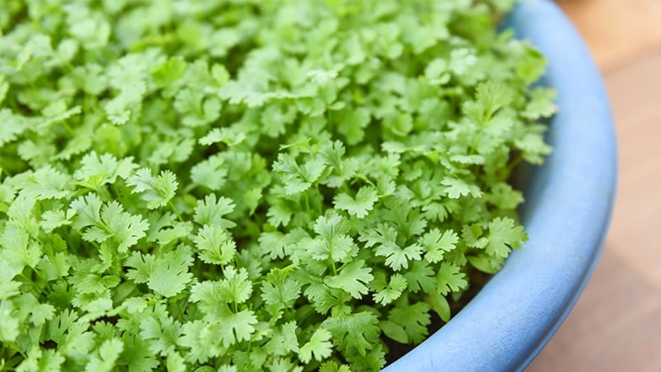 Gardening Tips இன்னுமா கொத்தமல்லி பணம் கொடுத்து வாங்குறீங்க.. வீட்டிலேயே எப்படி வளர்க்கலாம்