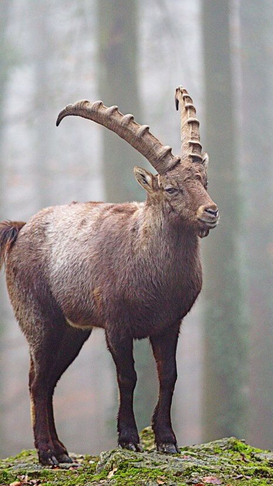 மகர ராசி நேயர்களே.. கடின உழைப்புக்குப் பலன் கிட்டும்.. இனி கவலை வேண்டாம்!