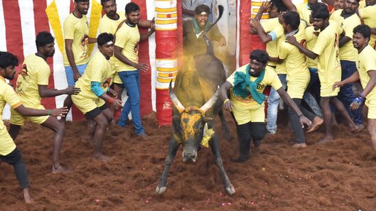 “Jallikattu: ஜல்லிக்கட்டு போட்டி தொடங்குவதற்கு முன்பாக தீண்டாமை ஒழிப்பு உறுதி மொழி எடுப்பது தொடர்பாக அரசு பரிசீலனை செய்யவும் உத்தரவு”