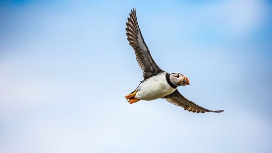 National Birds Day 2024: தேசிய பறவைகள் தினம் வரலாறு முதல் கொண்டாட்டங்கள் வரை.. இந்த சிறப்பு நாளைப் பற்றி நீங்கள் தெரிந்து கொள்ள வேண்டிய அனைத்தையும் இந்த கட்டுரையில் காணலாம்.