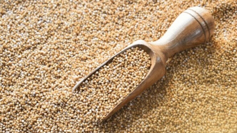 Benefits of Kodo Millet தினம் ஒரு தானியம் நீரிழிவு முதல்
