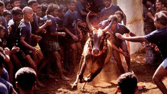 Jallikattu: இந்த ஆண்டின் முதல் ஜல்லிக்கட்டு புதுக்கோட்டை தச்சங்குறிச்சியில் சற்று முன் உற்சாகமாக தொடங்கி உள்ளது.