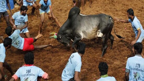 மதுரை, அவனியாபுரத்தில் ஜல்லிக்கட்டு நடத்த தடை இல்லை என உயர்நீதிமன்ற மதுரை கிளை உத்தரவிட்டுள்ளது.