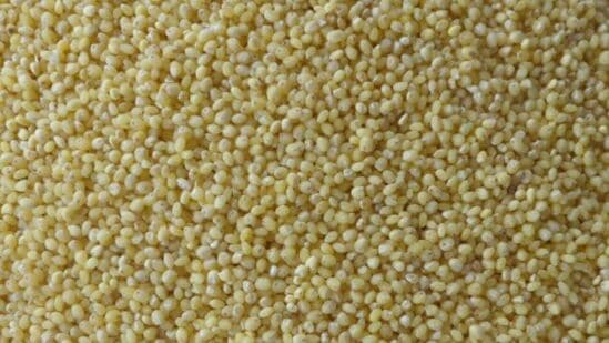 Benefits of Proso Millet : இது உணவு மட்டுமல்ல, எண்ணிலடங்கா நற்குணங்களை கொண்டது. இதன் ஊட்டச்சத்துக்கள் உடல் பருமன் மற்றும் நீரிழிவு நோய்களுக்கு சிறந்தது. அதன் சில ஆரோக்கியத்தை இங்கு காணலாம்.