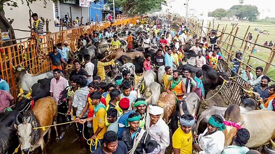 மதுரையில் ஜல்லிக்கட்டில் பங்கேற்க தங்கள் காளையுடன் வந்தவர்கள் (ANI Photo)