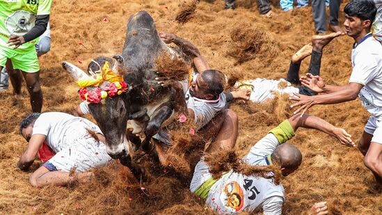 மதுரை பாலமேட்டில் நடந்த ஜல்லிக்கட்டில் காளையை அடக்க முயற்சி செய்த வீரர்கள். (PTI Photo)&nbsp;