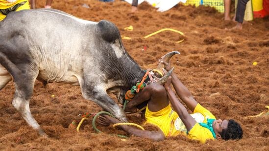 திருச்சி சூரியூரில் நடந்த ஜல்லிக்கட்டு. (PTI Photo)