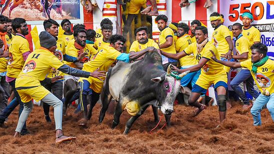 அலங்காநல்லூரில் நடந்த ஜல்லிக்கட்டு விழா (PTI Photo)&nbsp;