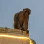 Monkey seen near Ram Janmabhoomi Temple premises in Ayodhya