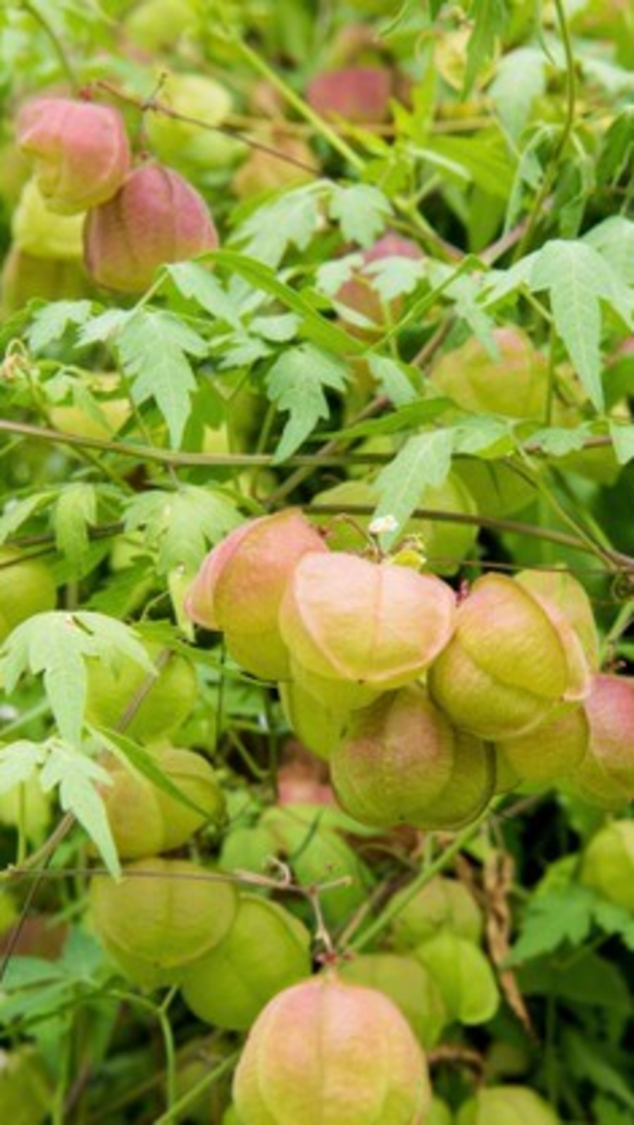 முடக்கத்தானின் நன்மைகள் இதுதான்