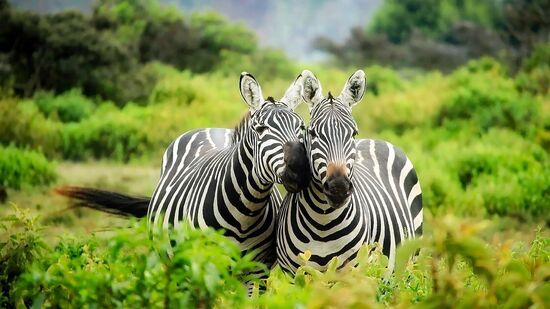 International Zebra Day : சர்வதேச வரிக்குதிரைகள் தினம் – வரலாறு, முக்கியத்துவம் மற்றும் நீங்கள் தெரிந்துகொள்ள வேண்டியவை!