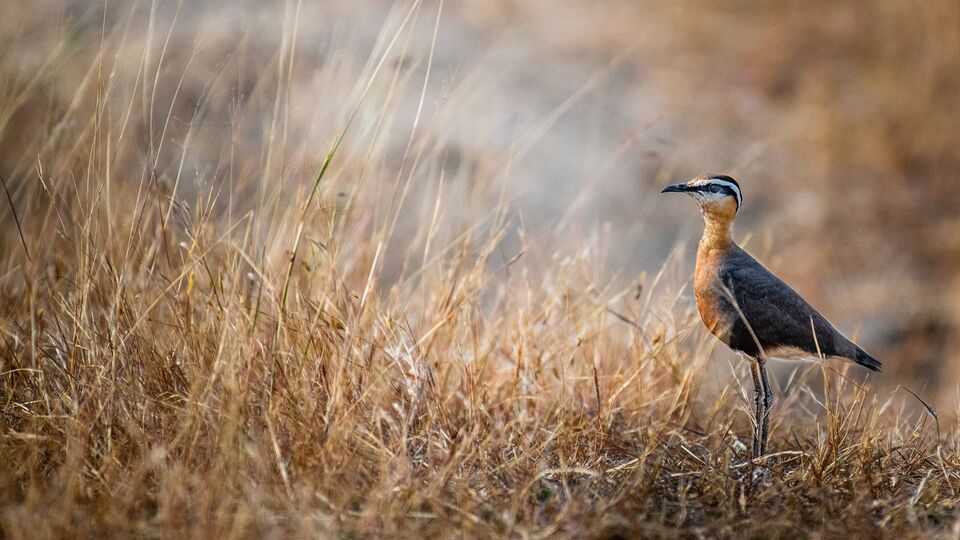 Ramsar List: ராம்சர் பட்டியலில் இடம்பெற்ற தமிழக சரணாலயங்கள்!-five More ...