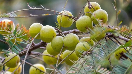 மனஅழுத்தத்தை குறைக்க உதவுகிறது - இதில் உள்ள அடாப்டோஜெனிக் உட்பொருள், மனஅழுத்ததை குறைக்க உதவுகிறது. மனத்தெளிவை அதிகரிக்கிறது. உடல் மற்றும் உணர்வு ரீதியிலான அழுத்தத்தை குறைக்க உதவுகிறது.