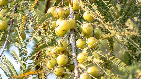 உடல் வளர்சிதைக்கு உதவுகிறது - நெல்லிக்காயில் வைட்டமின்களும், மினரல்களும் அதிகம் உள்ளதால், வெறும் வயிற்றில் நெல்லிக்காய்ச்சாறு பருகுவதால், உடல் வளர்சிதை மாற்றத்துக்கு உதவுகிறது. அது உடல் எடையை பராமரிக்கவும், உடல் எடையை குறைக்கவும் உதவுகிறது.