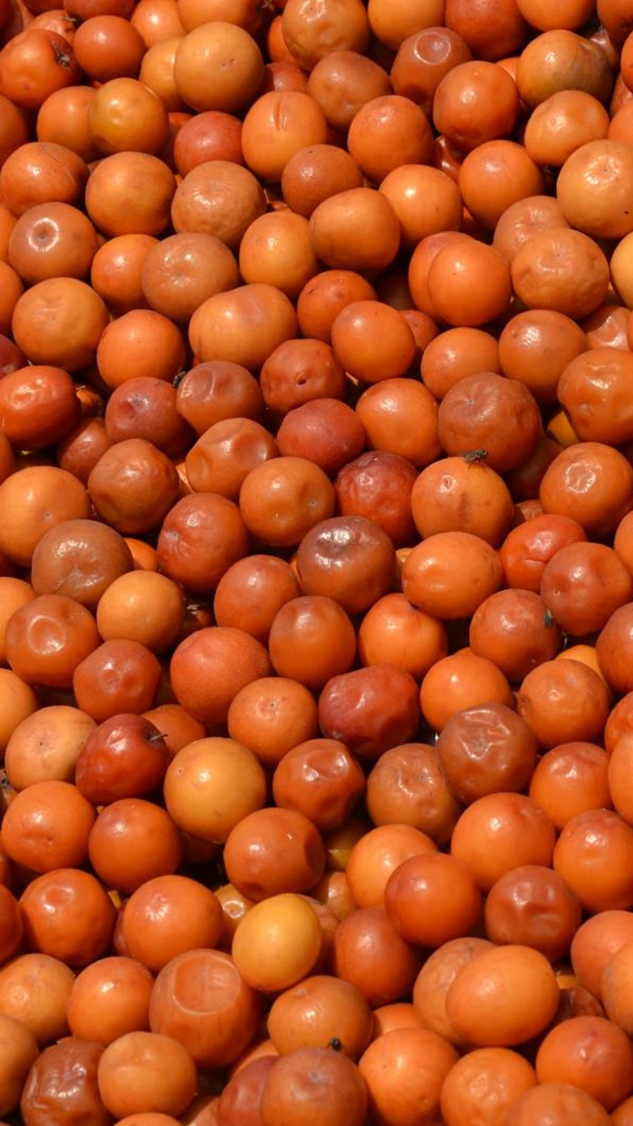 இலந்தைப்பழம் செய்யும் மேஜிக்