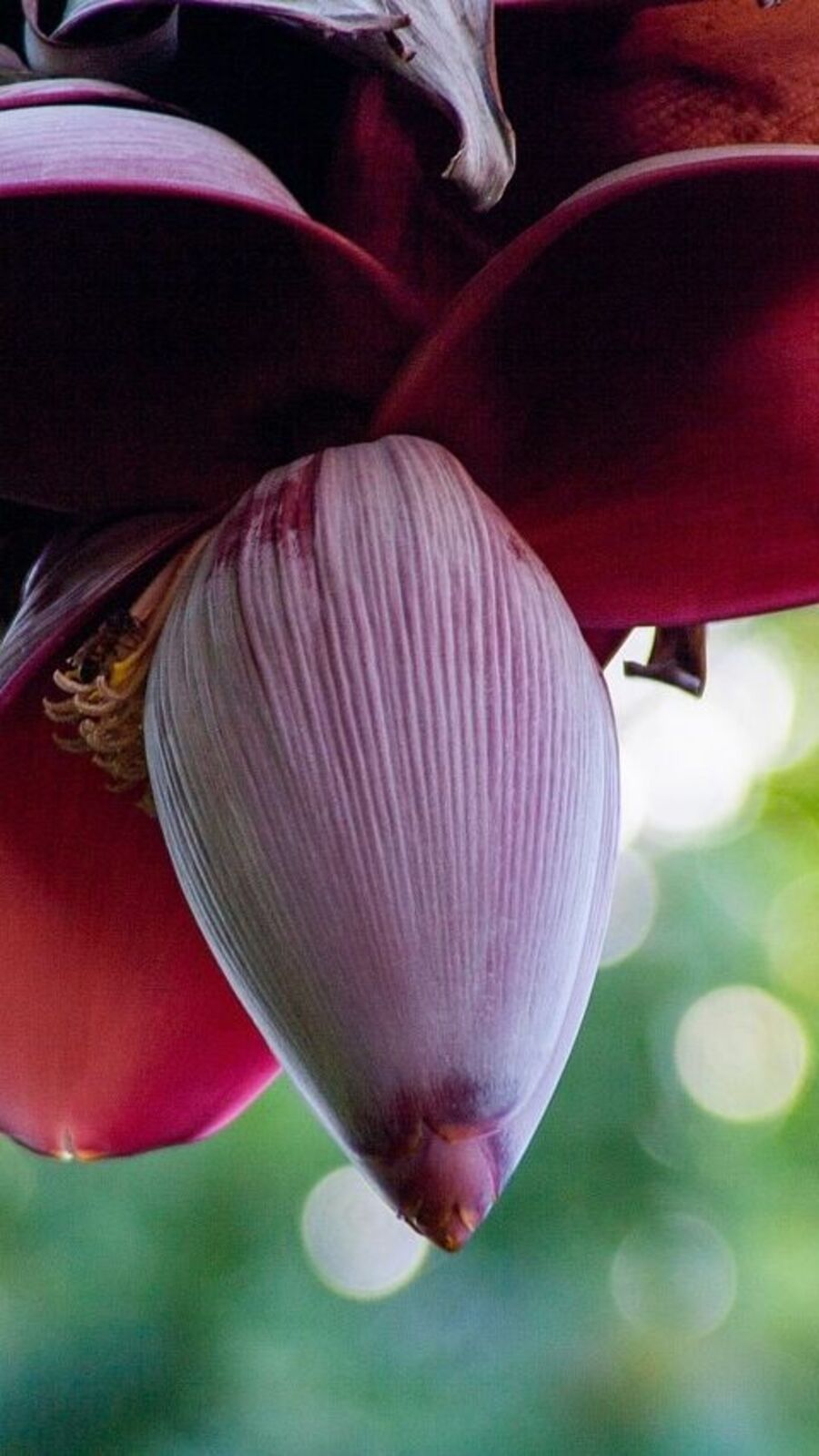 கர்ப்பப்பை கோளாறு, வெள்ளைப்படுதல், மாதவிடாய் கோளாறு போன்ற பிரச்சனைக்கு இந்த ஒன்னு போதும்!