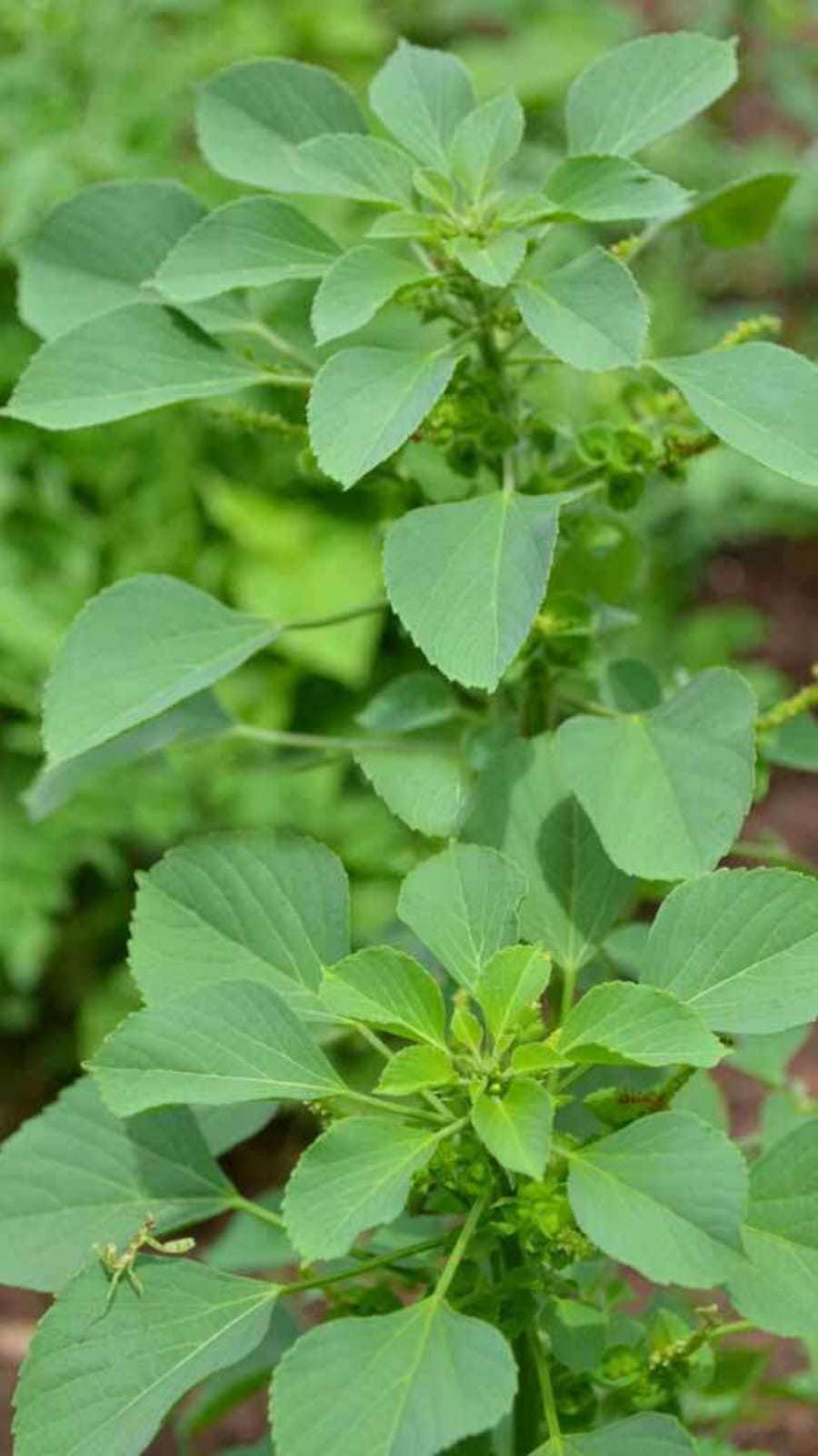 குப்பைமேனி கீரையின் நன்மைகள்