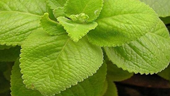 Ajwain Leaves : வியர்வை சளியை அடித்து விரட்டு அருமருந்து! இரண்டு முறை மட்டும் எடுத்தாலே போதும்!