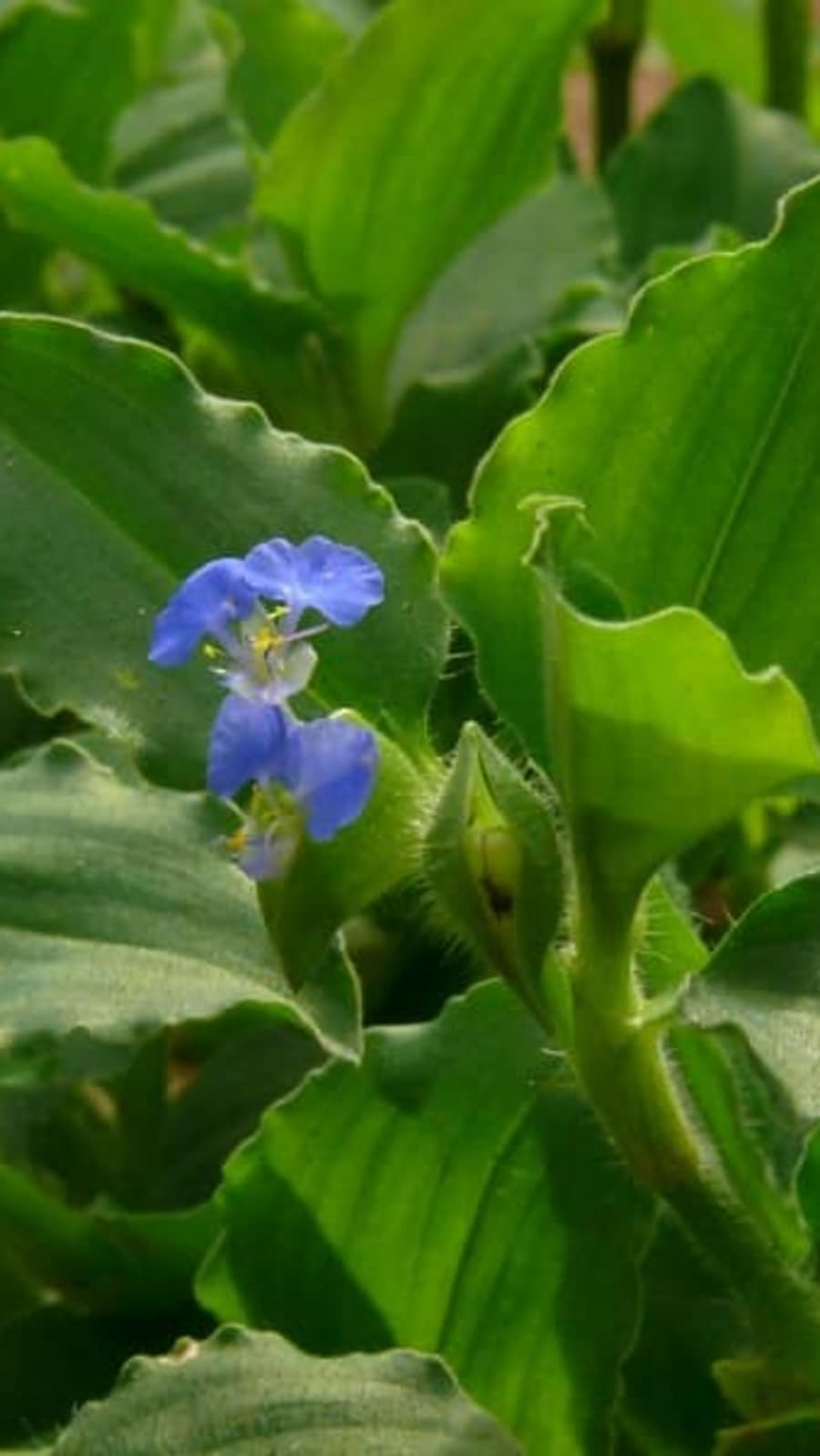 கானாவாழை கீரை செய்யும் நன்மைகள்