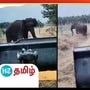 குட்டியை தவற விட்டு பரிதவித்த தாய் யானை.. 