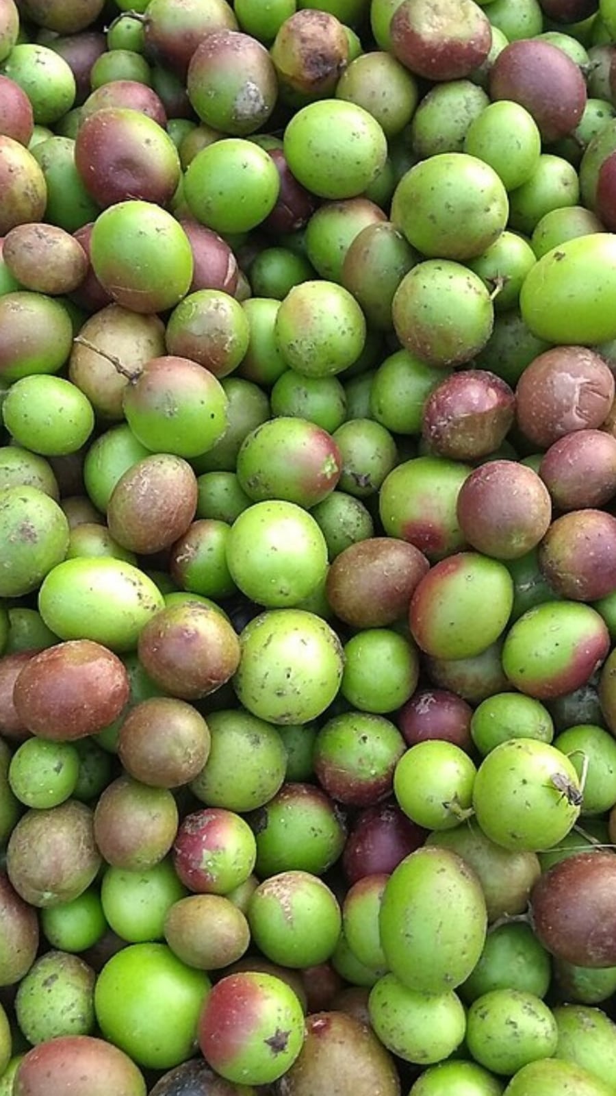 Kalakai Benefits in Tamil: களாக்காய் உட்கொள்வதால் கிடைக்கும் பயன்கள்