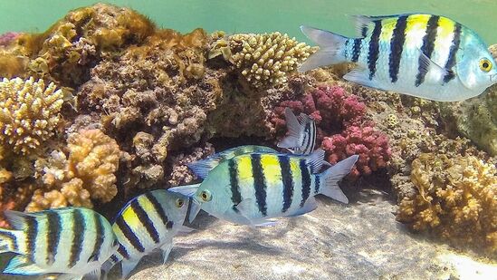 Coral Reef : மன்னார் வளைகுடாவில் உள்ள பவளப்பாறைகளுக்கு ஆபத்து – அமெரிக்க ஆராய்ச்சி நிறுவனம் எச்சரிக்கை!