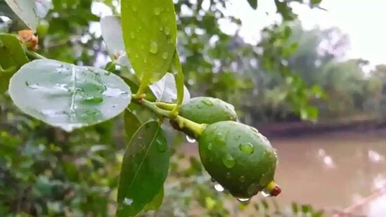 கல்லீரல் ஆரோக்கியத்தை மேம்படுத்தும் எலுமிச்சை இலைகள், உடலில் உள்ள நச்சுக்களை நீக்குகிறது