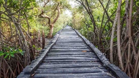 TN Forest : புவிவெப்பமடைதல், மண்வளம் குறைவால் மோசமாக பாதிக்கப்படும் தமிழக காடுகள் - தீர்வுகள் என்ன?