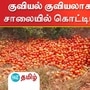 தக்காளியை குவியல் குவியலாக சாலையோரத்தில் கொட்டும் அவலம்