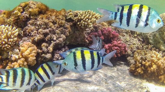 Gulf of Mannar : பவளப்பாறைகளின் அழிவால் குறையும் மீன்வளம்! பாதிக்கும் மீனவர்களின் வாழ்வு! என்ன செய்து காக்கலாம்? 