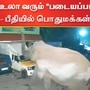 படையப்பா என்ற ஆண் காட்டு யானை