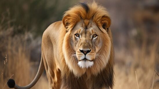 Leo Weekly Horoscope : செல்வம் செழிக்கும்; காதல் கைகூடும்; இல்லறம் இனிக்கும்! சிம்ம ராசிக்கு சிறந்த வாரமா இது? Leo Weekly Horoscope : செல்வம் செழிக்கும்; காதல் கைகூடும்; இல்லறம் இனிக்கும்! சிம்ம ராசிக்கு சிறந்த வாரமா இது?