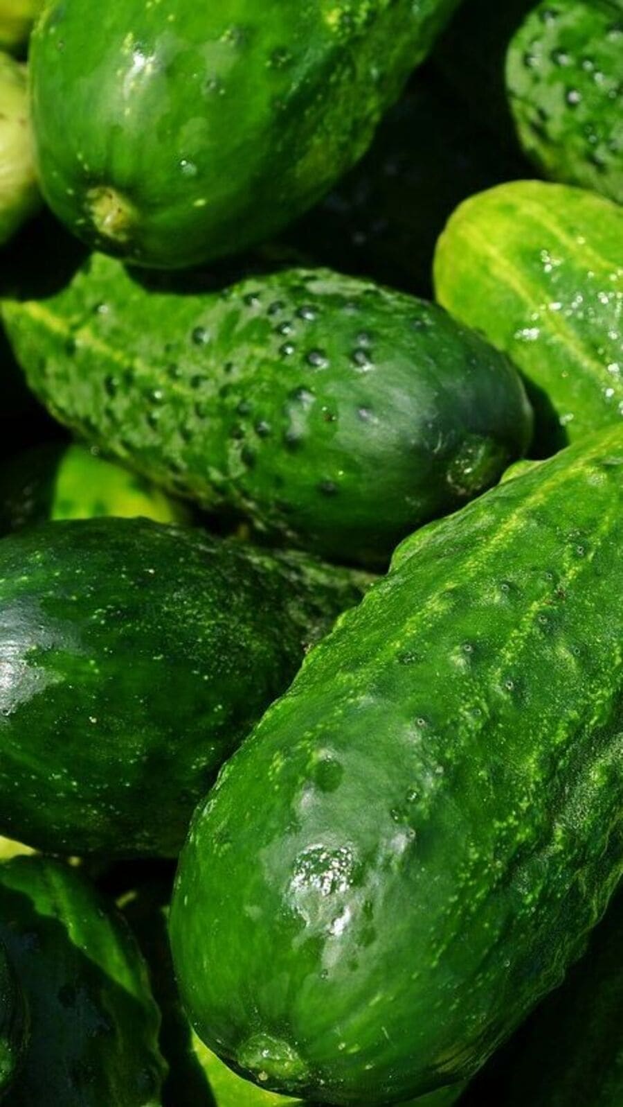 வெள்ளரிக்காயின் நன்மைகள்